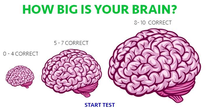 Banner for How big is your brain?