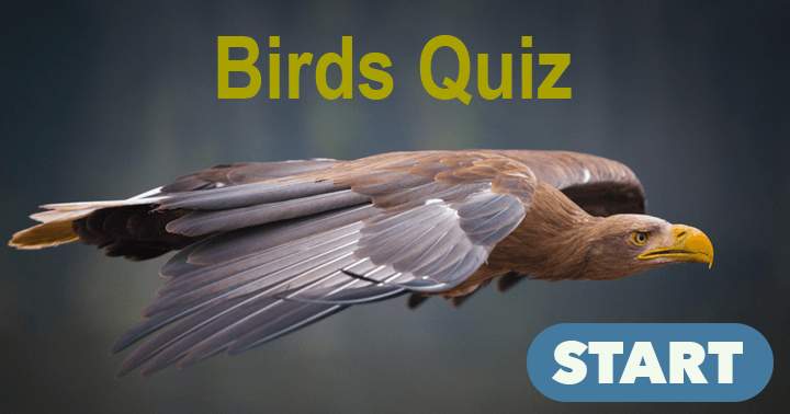 Banner for Quiz on Birds Trivia