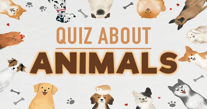 Banner for Quiz About Animals