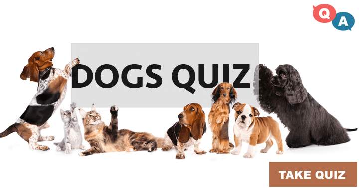 Banner for 10 fun questions about dogs in general and famous dogs.