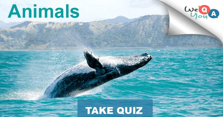 Banner for 10 questions about animals from our planet. 