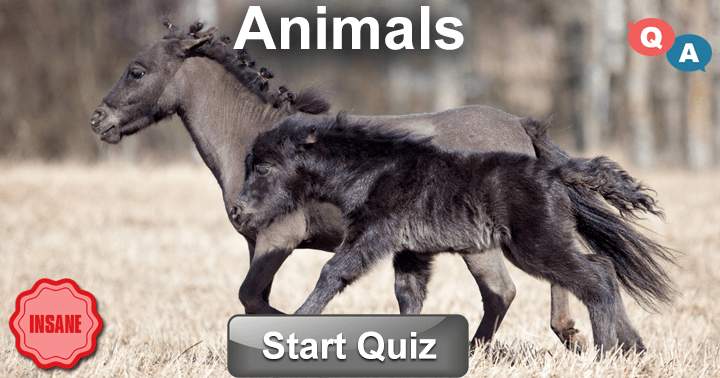 Banner for Are you a real animal lover? Then take this fun quiz and show us how much you know about them.