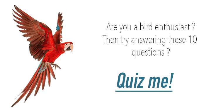 Banner for 10 questions about birds only a real Birder can answer.