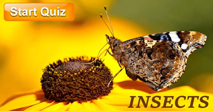 Banner for 10 Questions about Insects!, can you get more than 5 correct ?